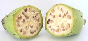 معرفی گیاهان - موز